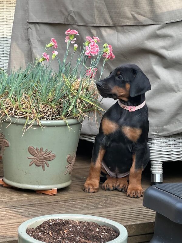 Doberman pups looking for forever homes for sale in Calne, Wiltshire | Image 3