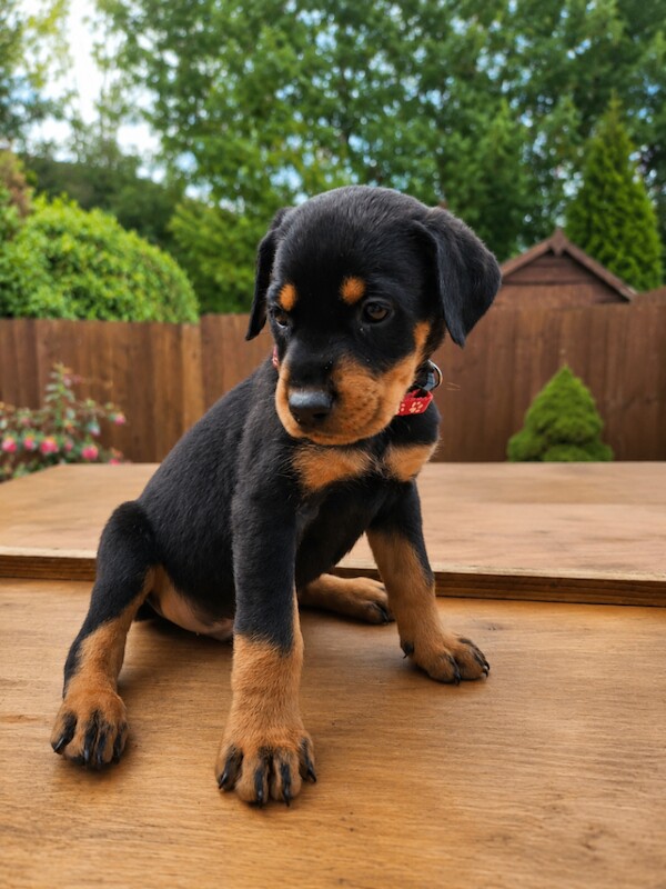 Doberman Puppies For Sale