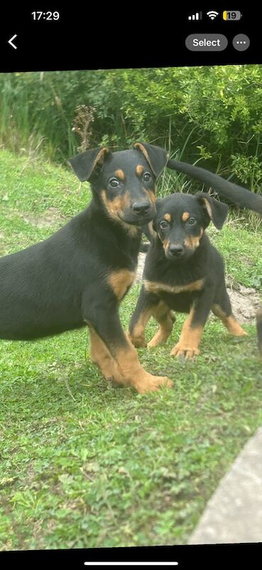 Doberman puppies for sale in Astley, Greater Manchester – 9 weeks old