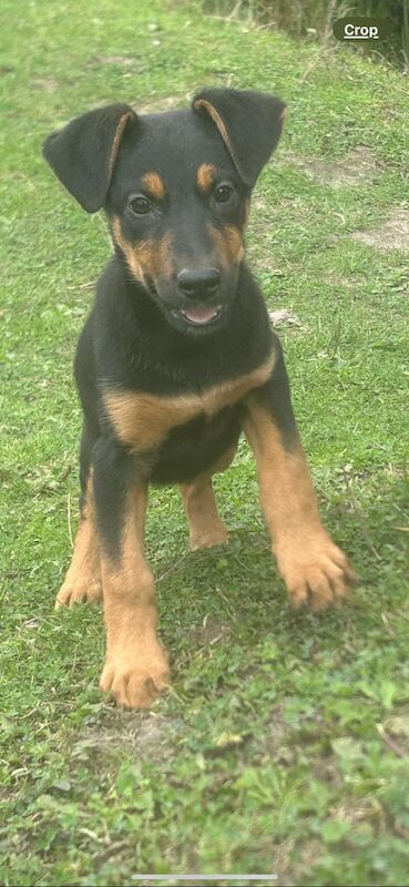 Doberman puppies for sale in Astley, Greater Manchester – 9 weeks old - Image 2 of 3