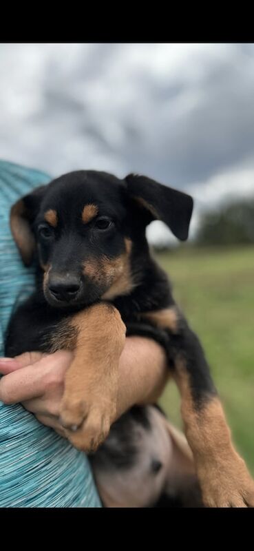 Doberman puppies for sale in Astley, Greater Manchester – 9 weeks old - Image 3 of 3