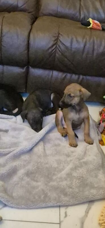 Doberman puppies for sale in Carmarthen / Caerfyrddin, Dyfed – 12 weeks old