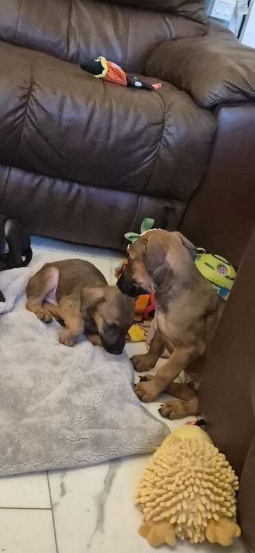 Doberman puppies for sale in Carmarthen / Caerfyrddin, Dyfed – 12 weeks old - Image 2 of 15