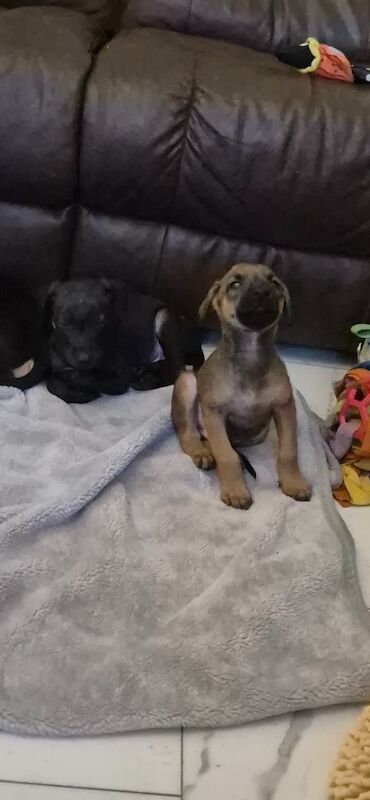 Doberman puppies for sale in Carmarthen / Caerfyrddin, Dyfed – 12 weeks old - Image 3 of 15