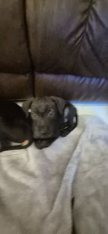 Doberman puppies for sale in Carmarthen / Caerfyrddin, Dyfed – 12 weeks old - Image 6 of 15
