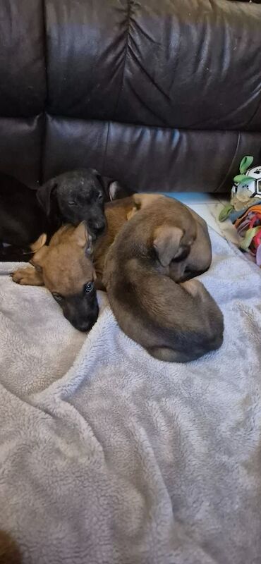 Doberman puppies for sale in Carmarthen / Caerfyrddin, Dyfed – 12 weeks old - Image 7 of 15