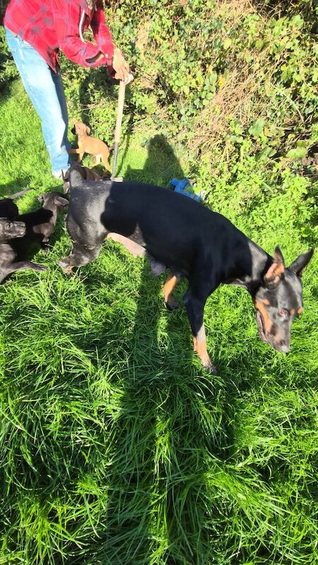 Doberman puppies for sale in Carmarthen / Caerfyrddin, Dyfed – 12 weeks old - Image 8 of 15