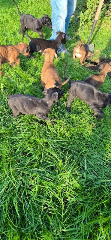 Doberman puppies for sale in Carmarthen / Caerfyrddin, Dyfed – 12 weeks old - Image 9 of 15