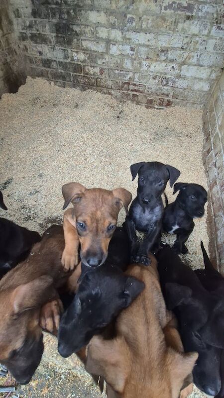 Doberman puppies for sale in Carmarthen / Caerfyrddin, Dyfed – 12 weeks old - Image 10 of 15