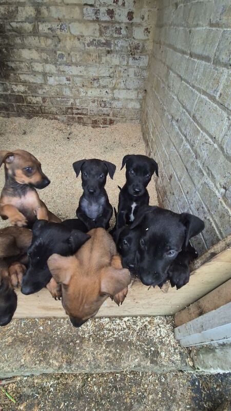 Doberman puppies for sale in Carmarthen / Caerfyrddin, Dyfed – 12 weeks old - Image 11 of 15