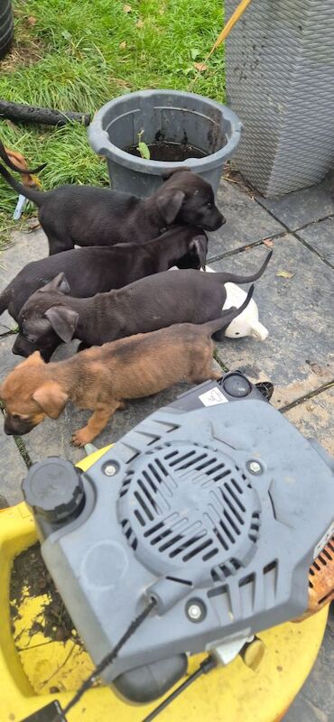 Doberman puppies for sale in Carmarthen / Caerfyrddin, Dyfed – 12 weeks old - Image 12 of 15