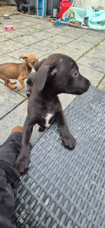 Doberman puppies for sale in Carmarthen / Caerfyrddin, Dyfed – 12 weeks old - Image 13 of 15