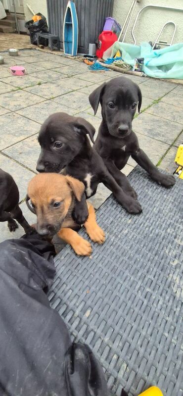 Doberman puppies for sale in Carmarthen / Caerfyrddin, Dyfed – 12 weeks old - Image 14 of 15