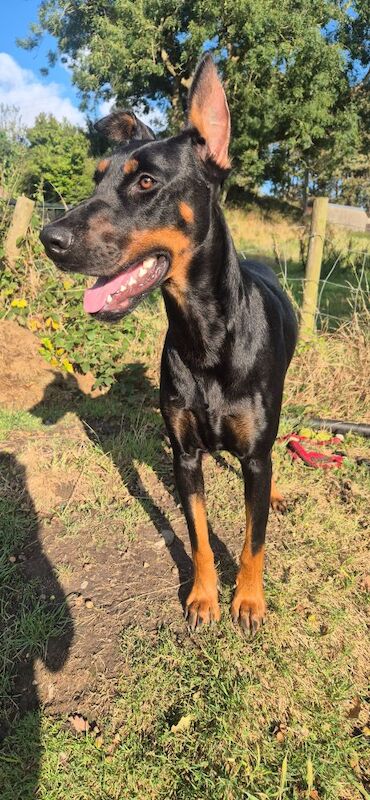 Doberman puppies for sale in Carmarthen / Caerfyrddin, Dyfed – 12 weeks old - Image 15 of 15
