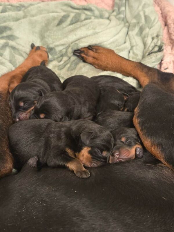 Doberman Puppies For Sale