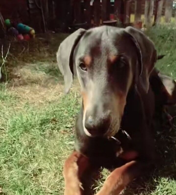 Doberman puppies for sale in Carlton, Nottinghamshire – 11 months old