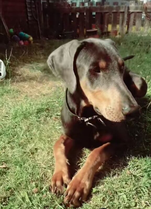 Doberman puppies for sale in Carlton, Nottinghamshire – 11 months old - Image 2 of 2