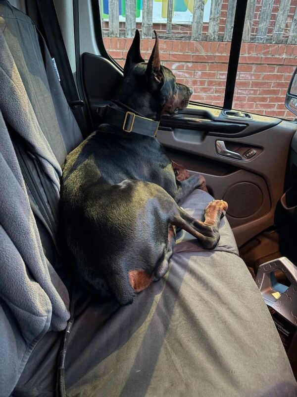 Kennel Club Registered Doberman Puppies For Sale