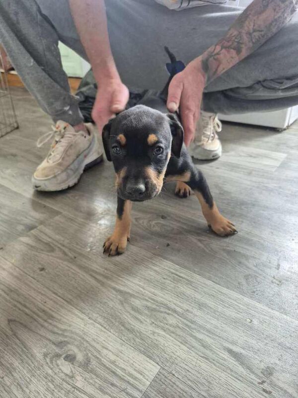 Dobermann cross pups