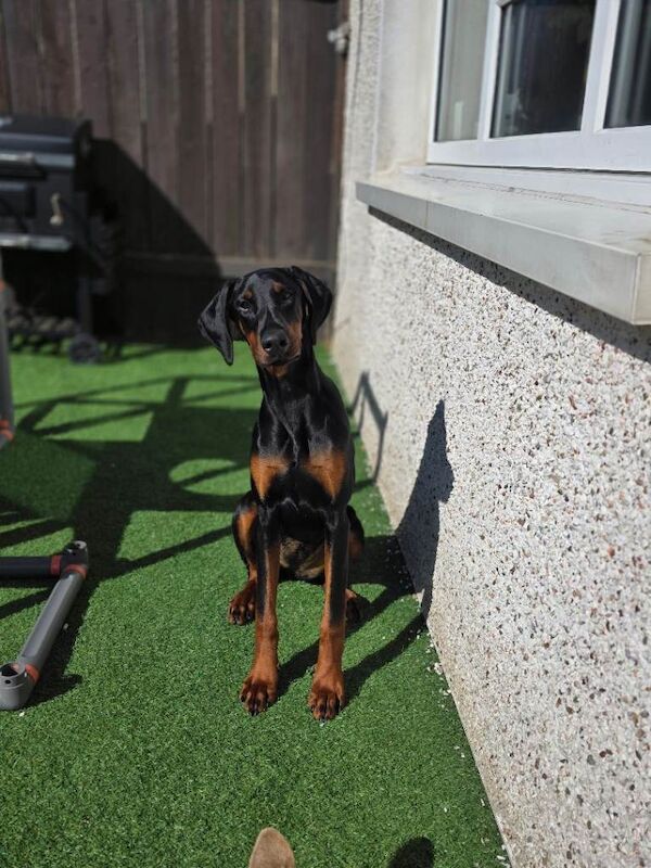 Dobermann female