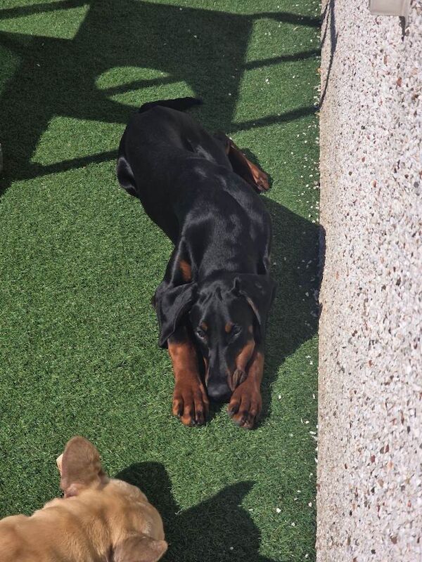Dobermann female - Image 2 of 4