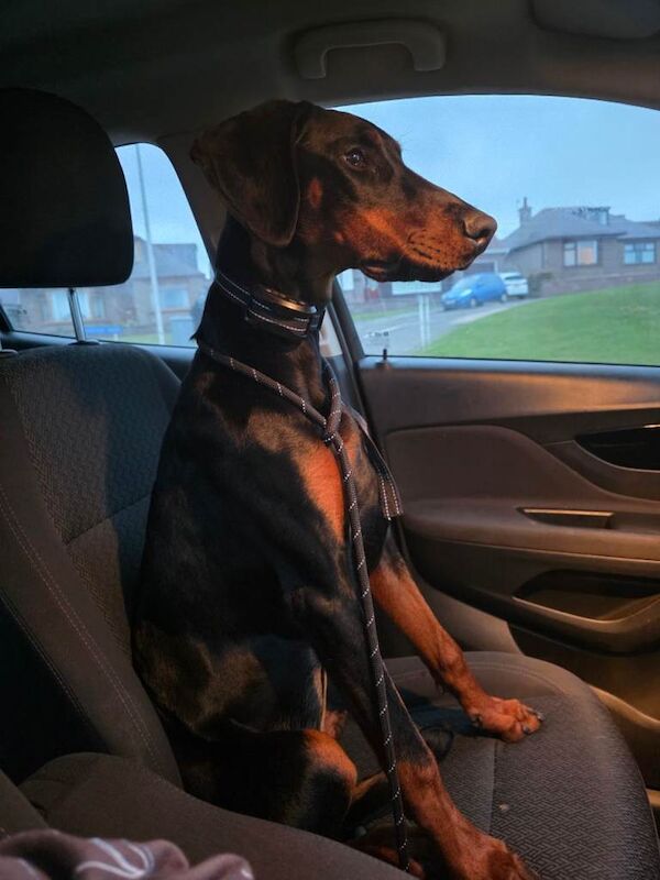 Dobermann female - Image 3 of 4