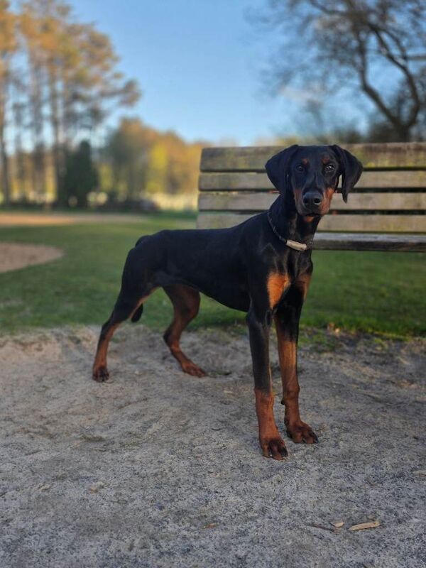 Dobermann female - Image 4 of 4