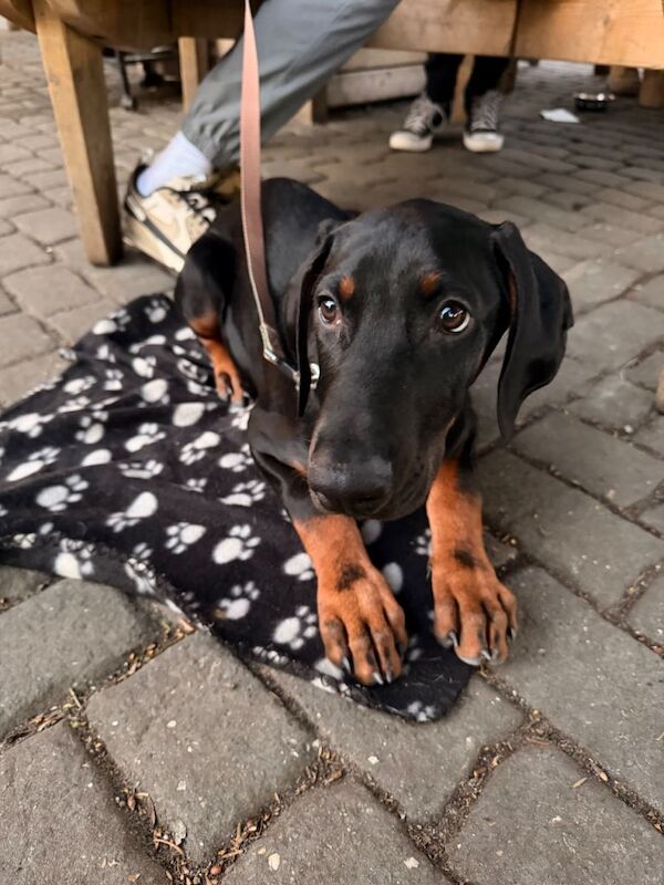 Doberman Puppies For Sale Under £1,000