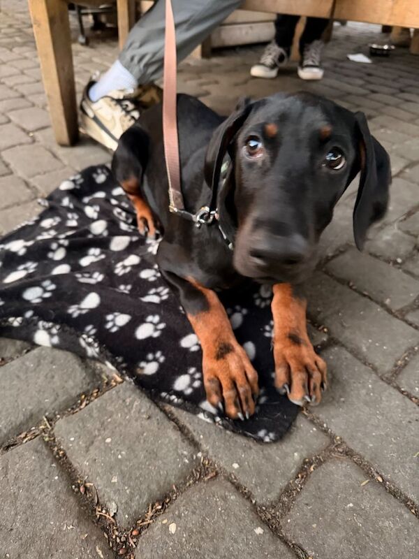 Dobermann male (Beau) - Image 2 of 5