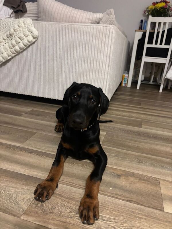 Dobermann male (Beau) - Image 3 of 5