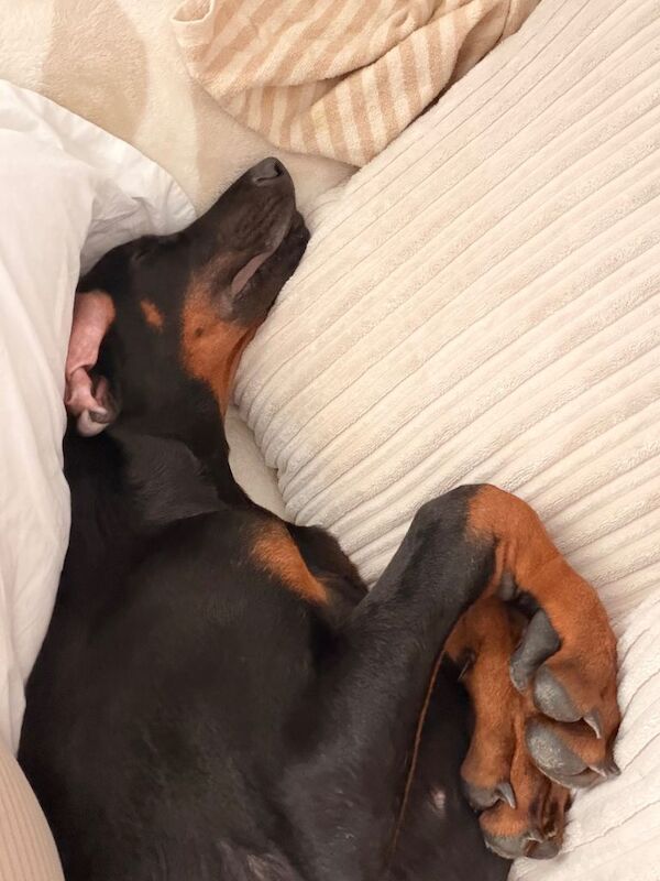 Dobermann male (Beau) - Image 5 of 5