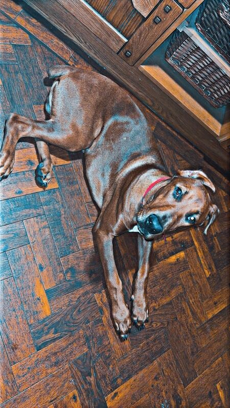 Dobermann male puppy - Image 2 of 3