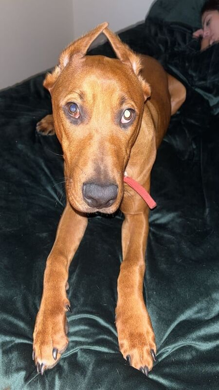 Dobermann male puppy - Image 3 of 3