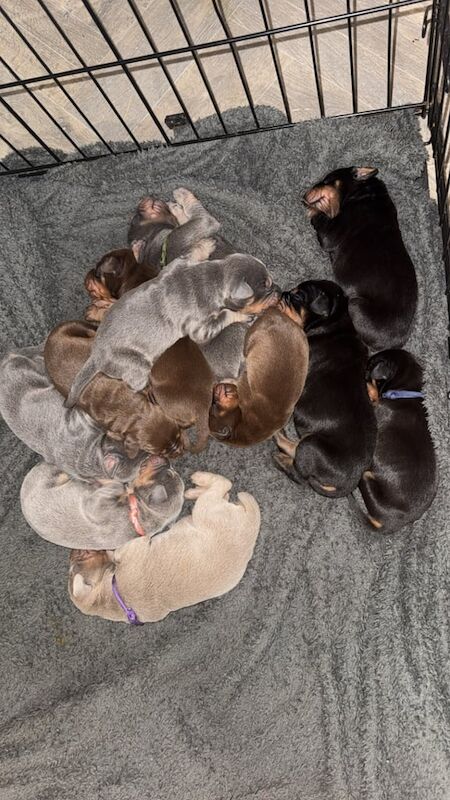Dobermann puppies for sale in Keighley, West Yorkshire