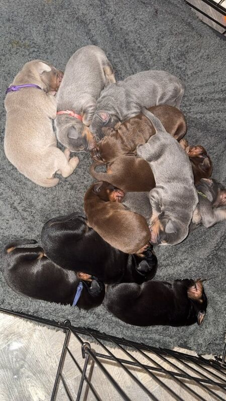 Dobermann puppies for sale in Keighley, West Yorkshire | Image 2
