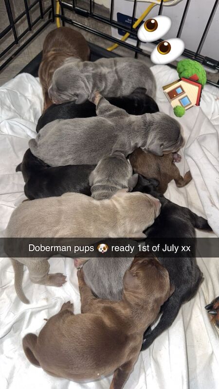 Dobermann puppies for sale in Keighley, West Yorkshire | Image 3