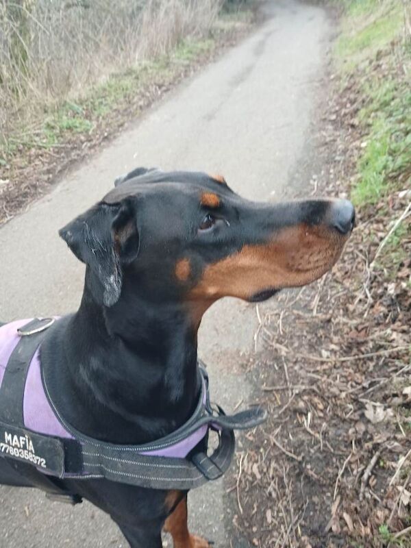 Doberman Puppies For Sale