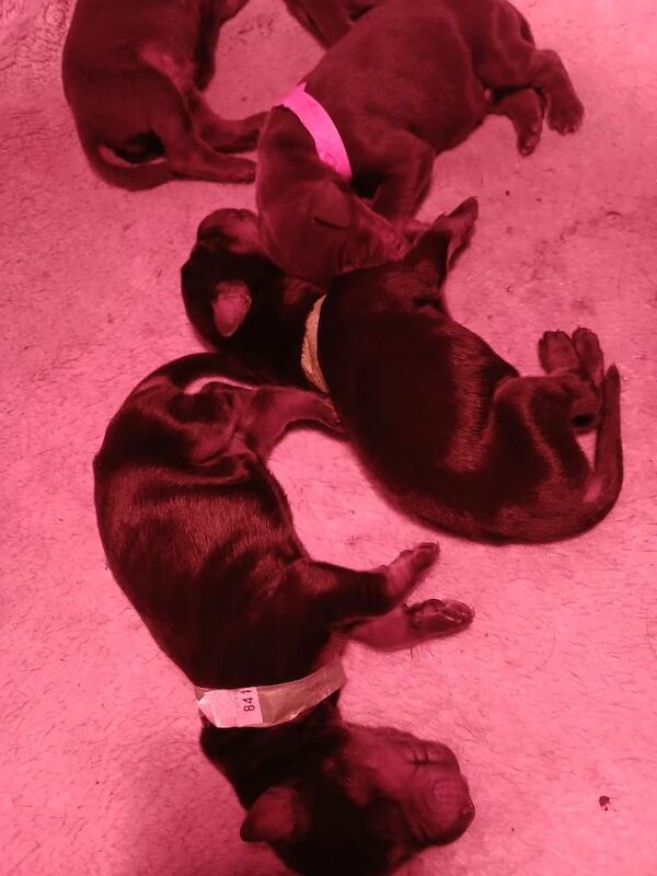 Dobermann puppies – fci champion bloodlines – fully health tested parents - Image 3 of 3