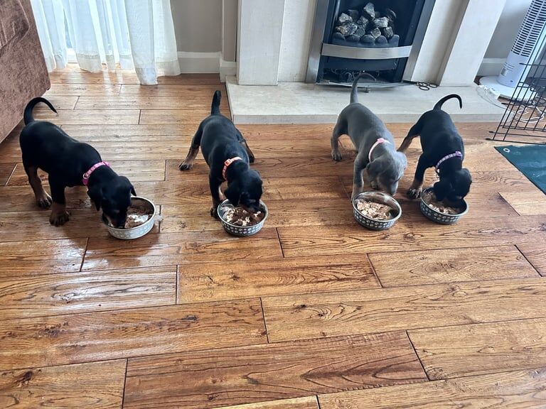 Doberman puppies for sale in Wetherby, West Yorkshire – 6 weeks old