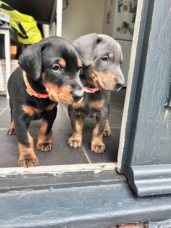 Doberman puppies for sale in Wetherby, West Yorkshire – 6 weeks old - Image 2 of 4
