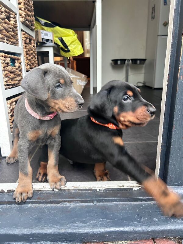Doberman puppies for sale in Wetherby, West Yorkshire – 6 weeks old - Image 3 of 4