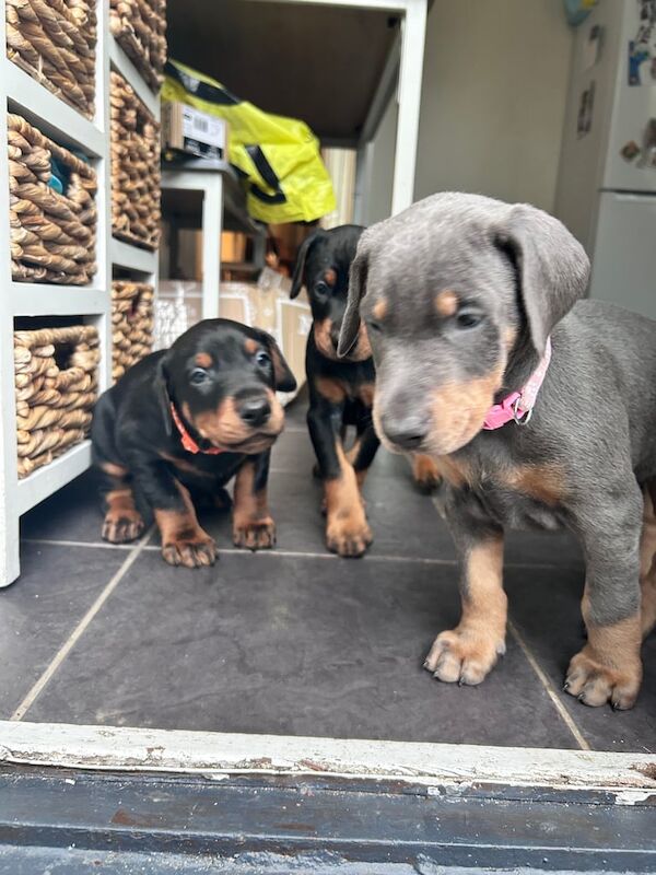 Doberman puppies for sale in Wetherby, West Yorkshire – 6 weeks old - Image 4 of 4