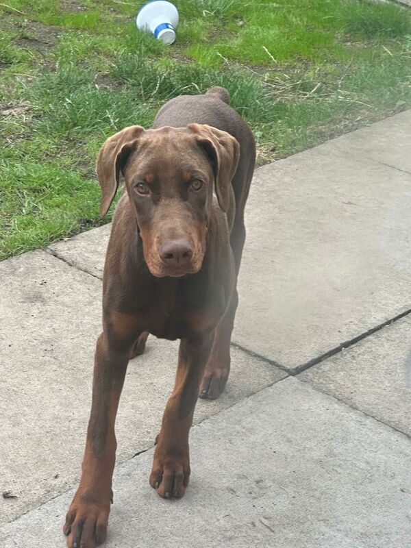Doberman puppies for sale in South Ockendon, Essex – 4 months old