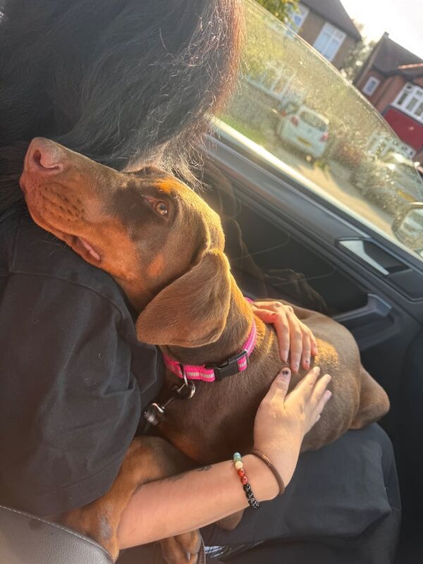 Doberman puppies for sale in South Ockendon, Essex – 4 months old - Image 2 of 3