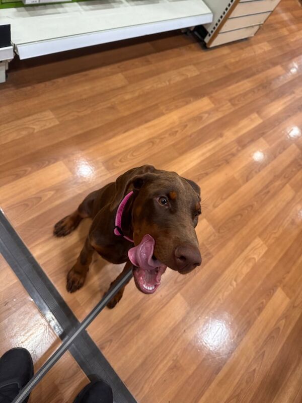 Doberman puppies for sale in South Ockendon, Essex – 4 months old - Image 3 of 3