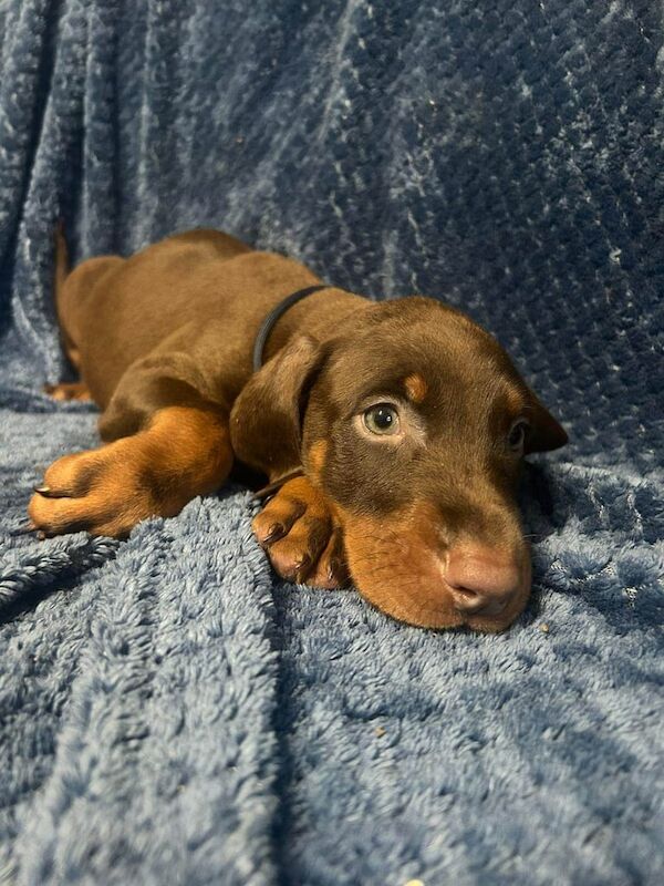 Doberman puppies for sale in Manchester, Greater Manchester – 7 weeks old