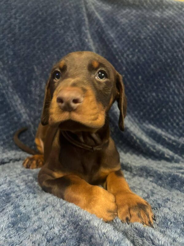Doberman puppies for sale in Manchester, Greater Manchester – 7 weeks old - Image 2 of 3
