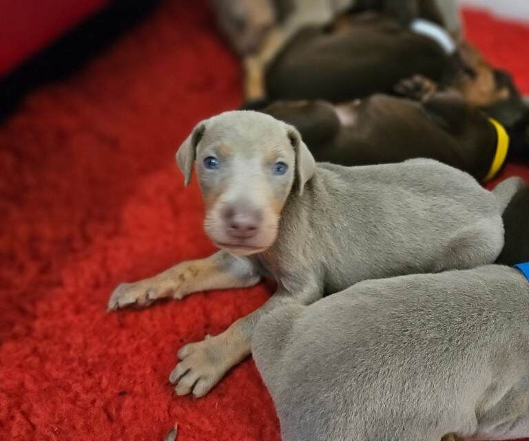 Doberman puppies for sale in Stratford-upon-Avon, Warwickshire – KC registered, 12 weeks old