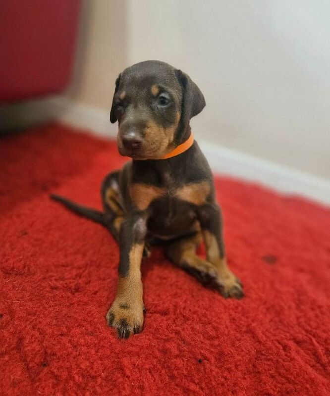 Doberman puppies for sale in Stratford-upon-Avon, Warwickshire – KC registered, 4 weeks old - Image 2 of 4