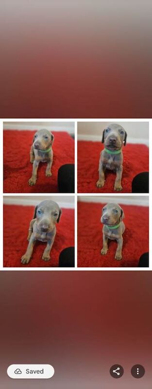 Doberman puppies for sale in Stratford-upon-Avon, Warwickshire – KC registered, 4 weeks old - Image 3 of 4